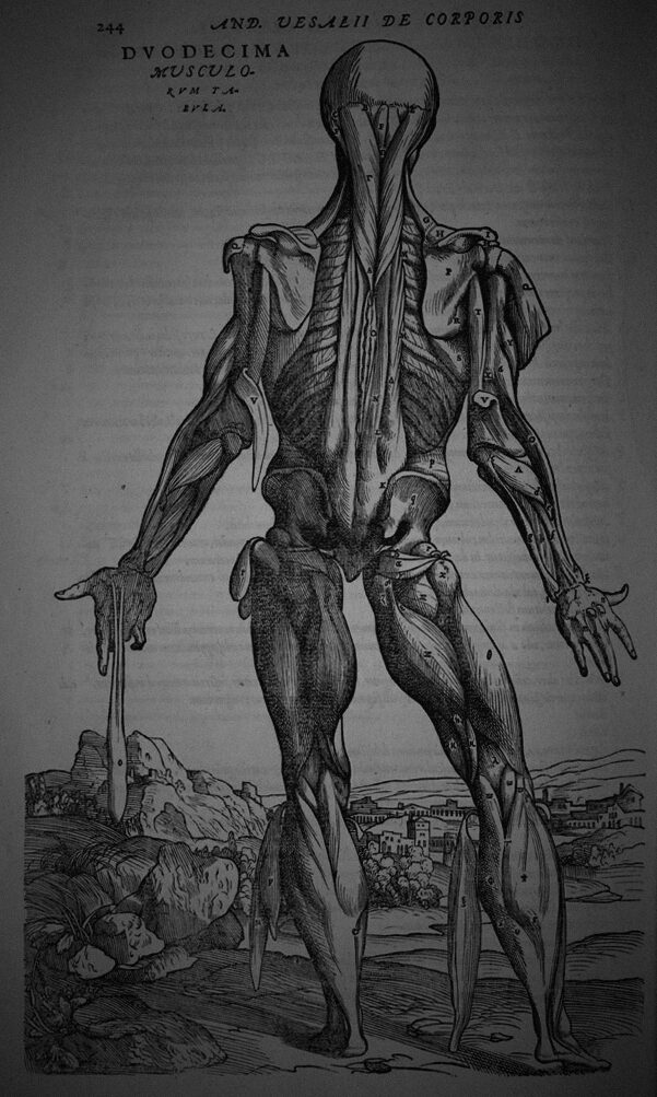 Vesalius 1543 anatomy engraving of a flayed figure seen from behind